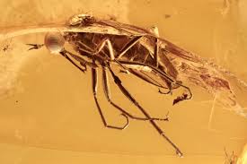 Attēlu rezultāti vaicājumam “Empididae”