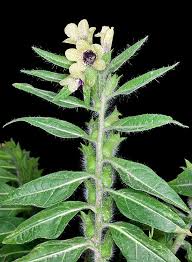 Attēlu rezultāti vaicājumam “Hyoscyamus niger fruit”