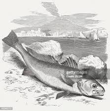 Image result for Argyrosomus regius