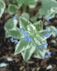 Attēlu rezultāti vaicājumam “Brunnera macrophylla flower”