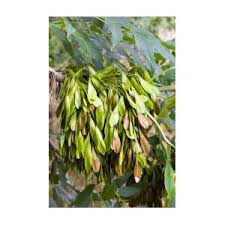 Attēlu rezultāti vaicājumam “Fraxinus excelsior fruit”