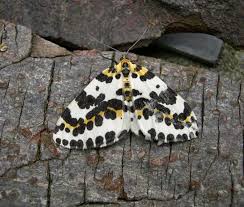 Attēlu rezultāti vaicājumam “Abraxas grossulariata”