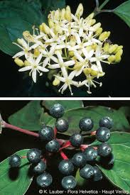 Attēlu rezultāti vaicājumam “Cornus sanguinea”
