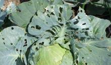 Attēlu rezultāti vaicājumam “Mamestra brassicae exuvia”