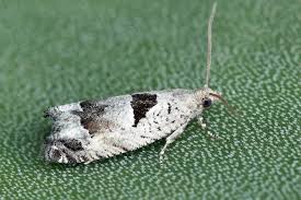 Attēlu rezultāti vaicājumam “Epinotia ramella”