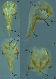 Attēlu rezultāti vaicājumam “Polypogon tentacularius male”