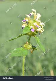 Attēlu rezultāti vaicājumam “Galeopsis speciosa flower”
