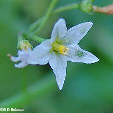 Attēlu rezultāti vaicājumam “Solanum nigrum flower”