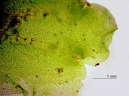 Attēlu rezultāti vaicājumam “Pellia neesiana”