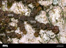 Attēlu rezultāti vaicājumam “Frullania dilatata”