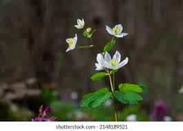Attēlu rezultāti vaicājumam “Isopyrum thalictroides fruit”