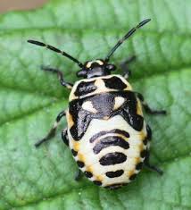 Attēlu rezultāti vaicājumam “Eurydema dominulus imago”