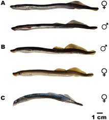 Image result for Lampetra fluviatilis