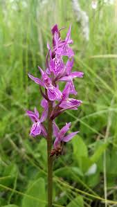 Attēlu rezultāti vaicājumam “Dactylorhiza russowii”