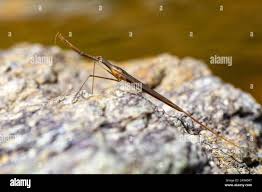 Attēlu rezultāti vaicājumam “Ranatra linearis”