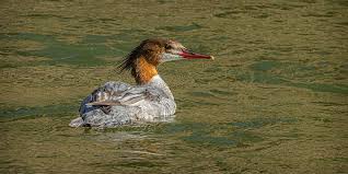 Attēlu rezultāti vaicājumam “Mergus merganser juvenile”