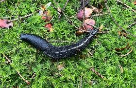 Attēlu rezultāti vaicājumam “Limax cinereoniger”