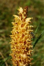 Attēlu rezultāti vaicājumam “Orobanche elatior flower”