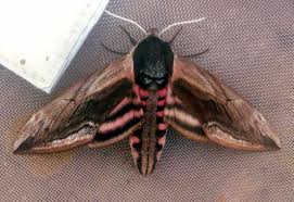 Attēlu rezultāti vaicājumam “Sphinx ligustri”