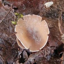 Attēlu rezultāti vaicājumam “Ciboria amentacea”