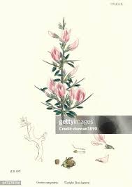 Attēlu rezultāti vaicājumam “Ononis arvensis bud”