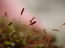 Attēlu rezultāti vaicājumam “Bryoerythrophyllum recurvirostrum sporophyte”