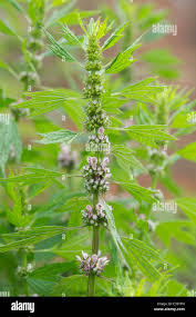 Attēlu rezultāti vaicājumam “Leonurus cardiaca leaf”