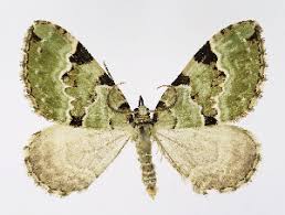 Attēlu rezultāti vaicājumam “Colostygia pectinataria”