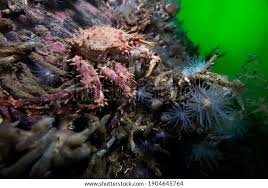 Image result for Lithodes maja