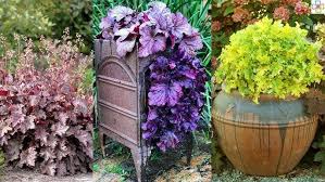 Image result for Heuchera `Swirling Fantasy`