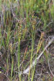 Attēlu rezultāti vaicājumam “Juncus alpinoarticulatus”