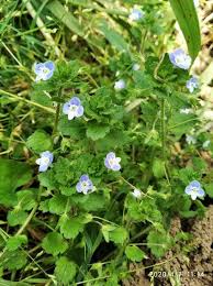 Attēlu rezultāti vaicājumam “Veronica agrestis leaf”
