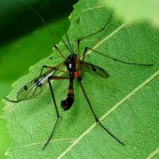 Attēlu rezultāti vaicājumam “Ptychoptera sp.”