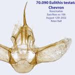 Attēlu rezultāti vaicājumam “Eulithis testata”