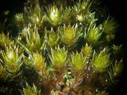 Attēlu rezultāti vaicājumam “Bryum caespiticium”