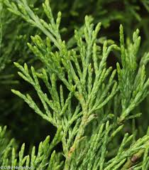 Attēlu rezultāti vaicājumam “Juniperus sabina”