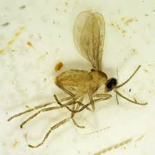 Attēlu rezultāti vaicājumam “Nematocera”