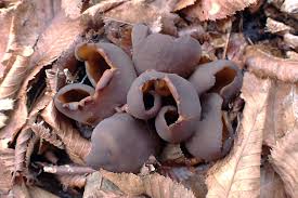 Attēlu rezultāti vaicājumam “Otidea bufonia”