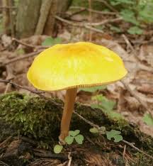 Attēlu rezultāti vaicājumam “Pluteus leoninus”