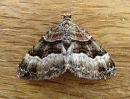 Attēlu rezultāti vaicājumam “Xanthorhoe biriviata”