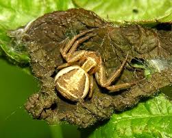 Attēlu rezultāti vaicājumam “Xysticus ulmi”