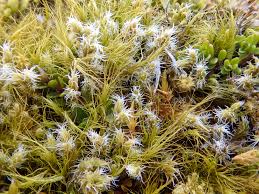 Attēlu rezultāti vaicājumam “Racomitrium canescens sporophyte”