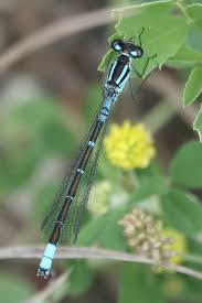 Attēlu rezultāti vaicājumam “Coenagrion armatum female”