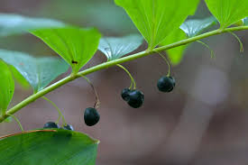 Attēlu rezultāti vaicājumam “Polygonatum multiflorum  fruit”