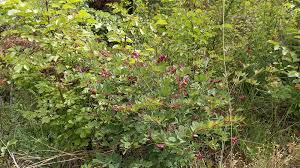 Attēlu rezultāti vaicājumam “Lathyrus niger”