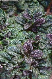 Attēlu rezultāti vaicājumam “Ajuga pyramidalis leaf”