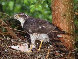 Attēlu rezultāti vaicājumam “Accipiter nisus female”