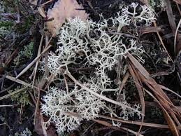 Attēlu rezultāti vaicājumam “Cladonia”
