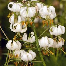 Image result for Lilium martagon Alba