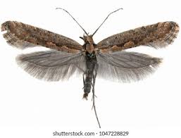 Attēlu rezultāti vaicājumam “Plutellidae”